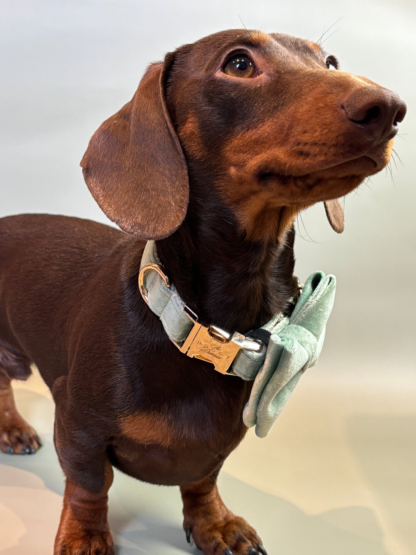 Timeless Sage Velvet Collar