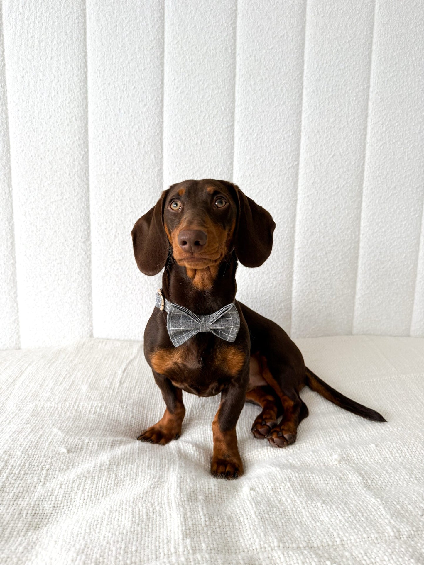 Grey Chequered Collar