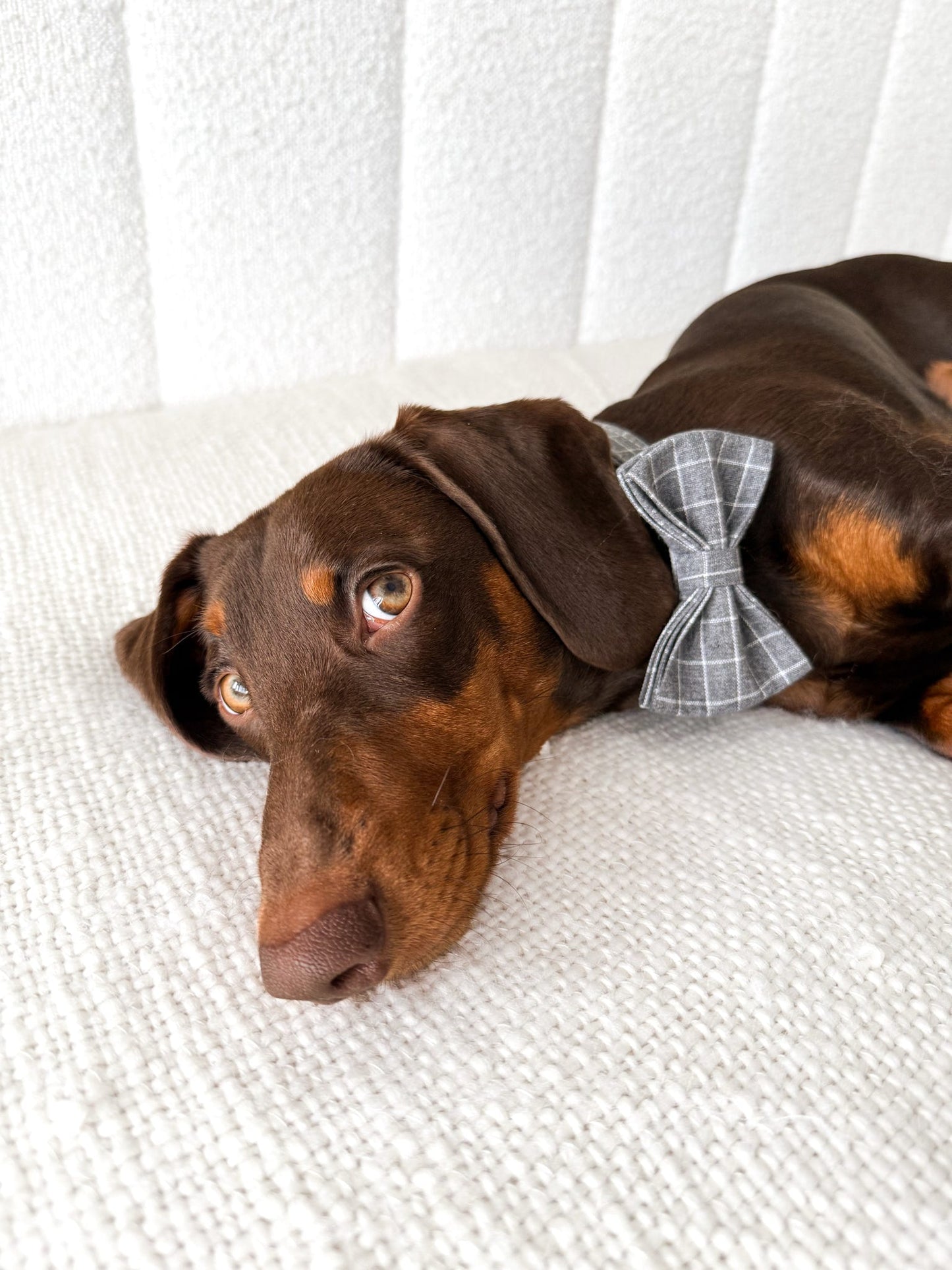 Grey Chequered Collar
