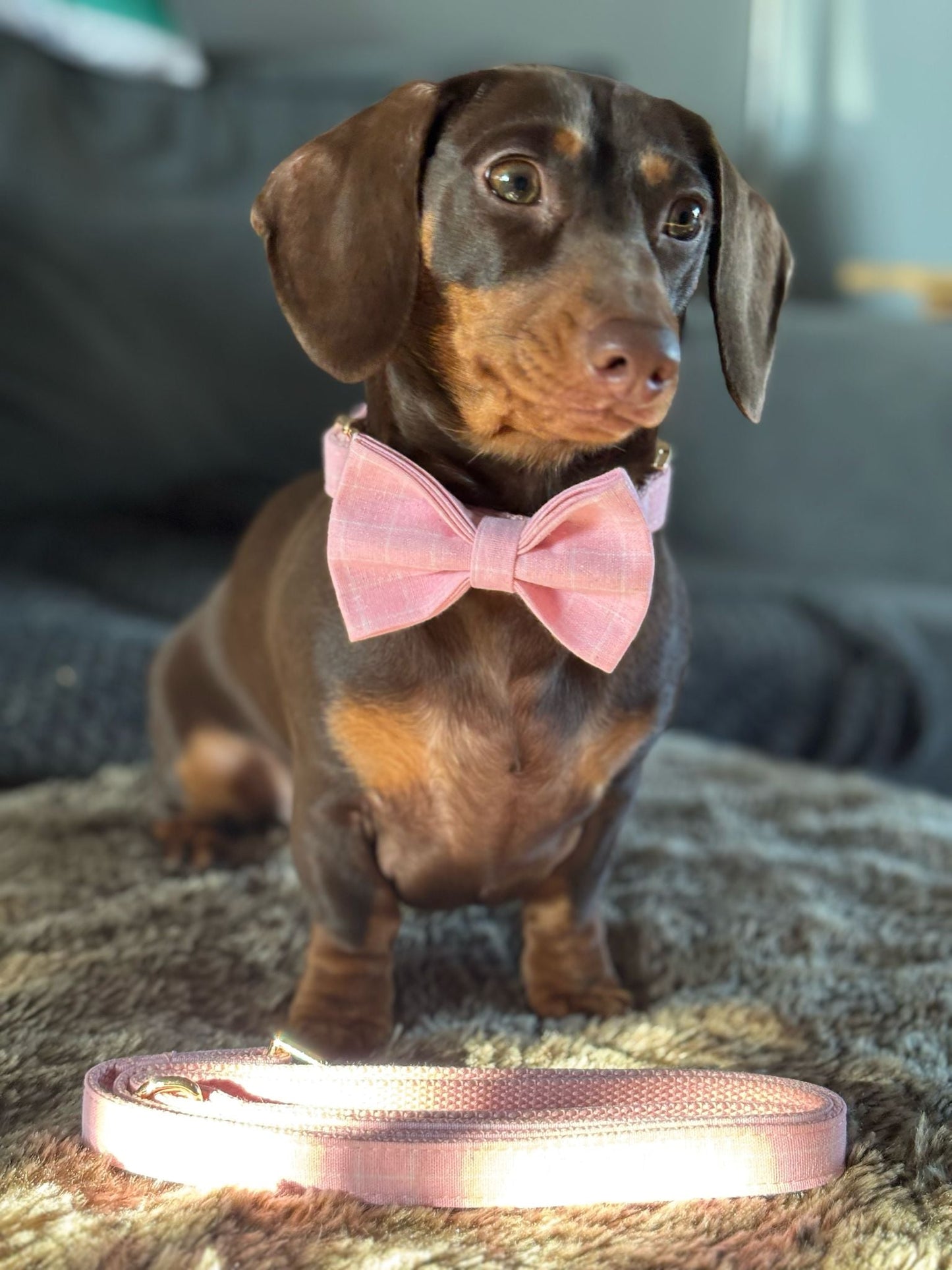 Pink Chequered Collar